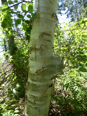 Paperbark birch bark