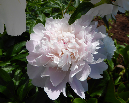 Peony at Green Gables House