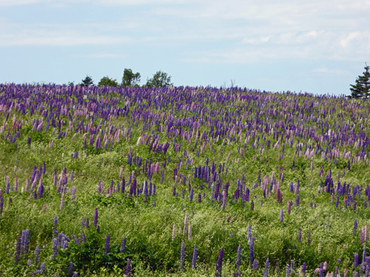 Hillside of lupine near French Creek PEI