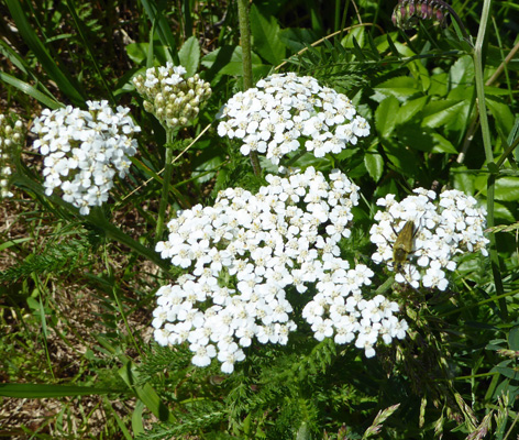 yarrow (Achillea millefolium)