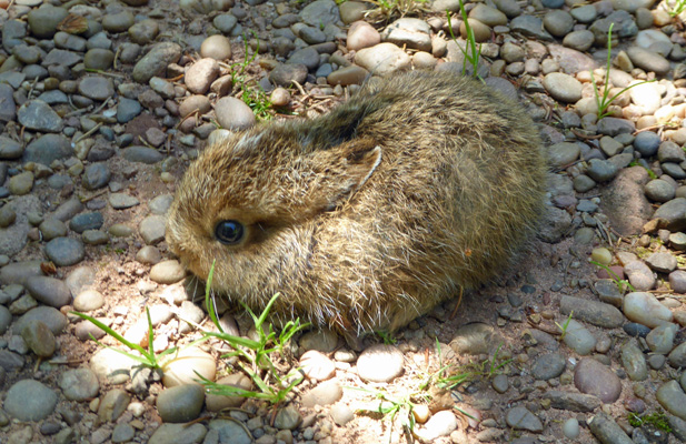 Homestead trail bunny