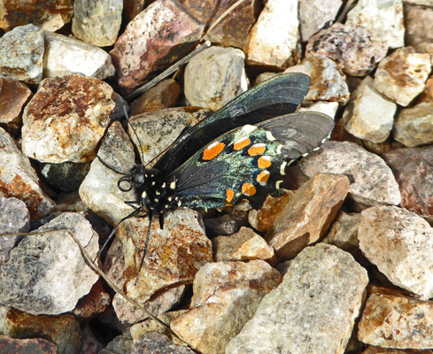 Butterfly Amada AZ