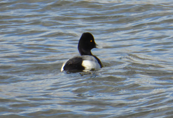 lesser scaup