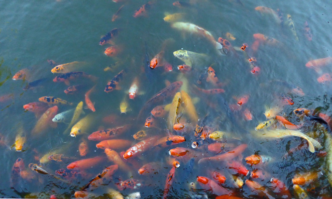 Koi Phoenix Japanese Garden