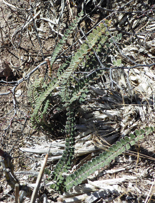 Cochise Cloak Fern