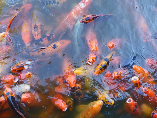 Koi Phoenix Japanese Garden