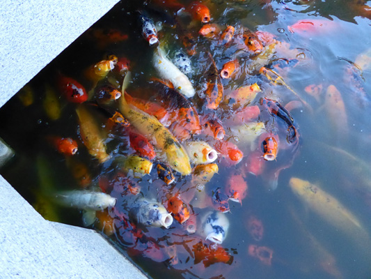 Koi Phoenix Japanese Garden