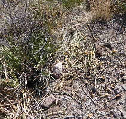 Shredded Schott’s Agave