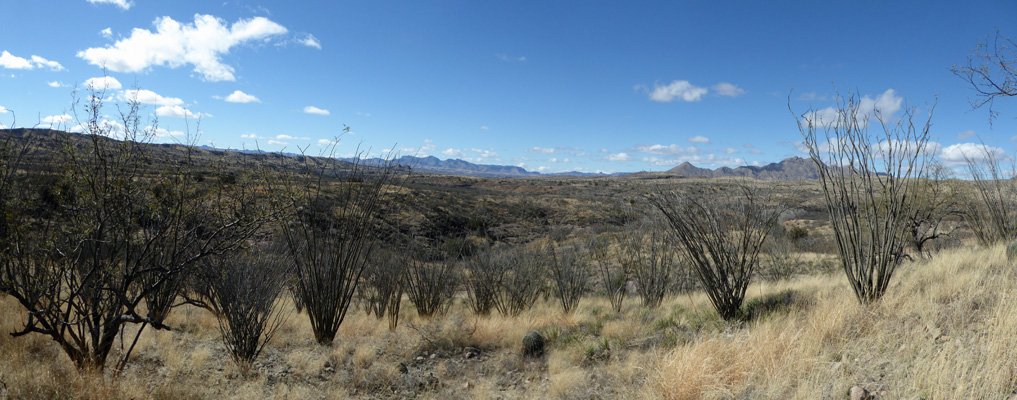 Sonita Creek SNA view ocotillas and mountains