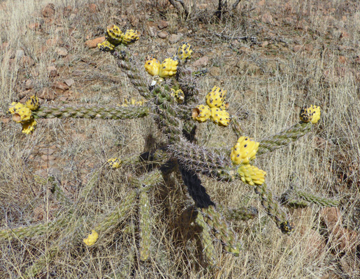Cane cholla with yellow fruit