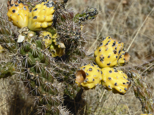 Cane cholla fruit