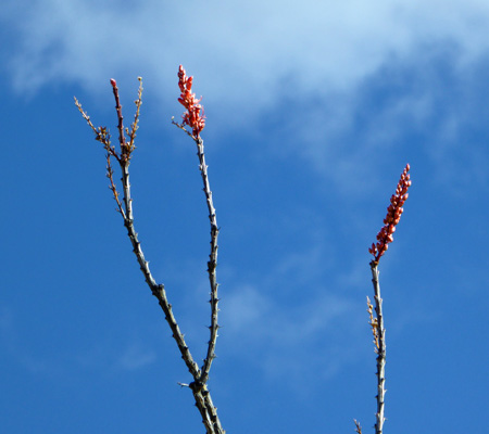 Ocotilla in bloom