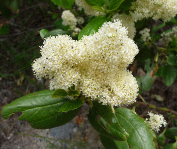 Snowbrush (Ceanothus velutinus)