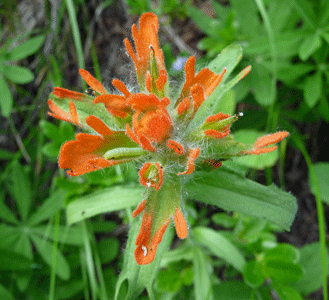 Indian Paintbrush