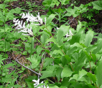 False Solomon’s Seal (Maianthemum racemosum )