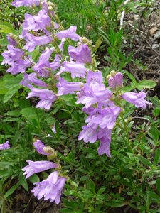 Shrubby Penstemon (Penstemon fruticosus)