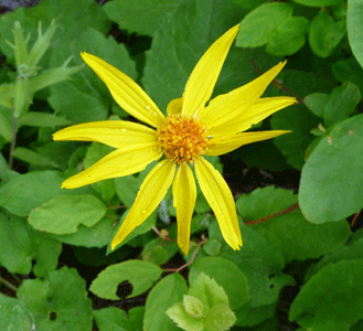 Heartleaf Arnica (Arnica cordifolia)