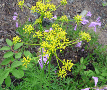 Fernleaf Biscuit Root (Lomatium dissectum) 