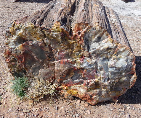 Petrified wood