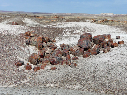  petrified tree rounds 