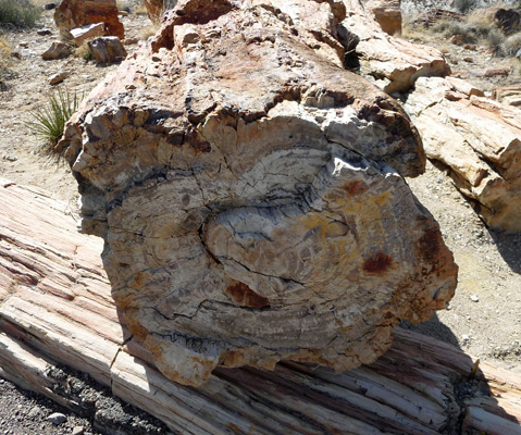 Cross section petrified log