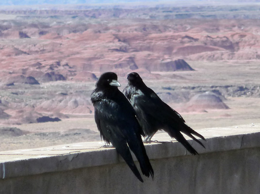 Ravens Painted Desert