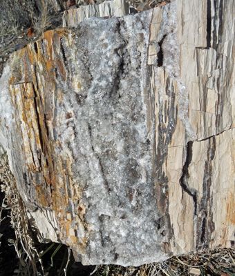 Petrified wood with quartz pocket