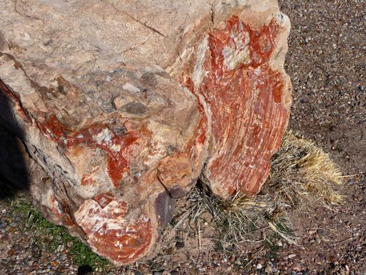 Petrified wood Petrified Forest NP