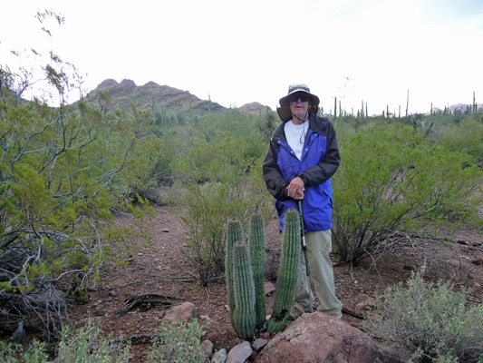 Walter Cooke small organ pipe cactus