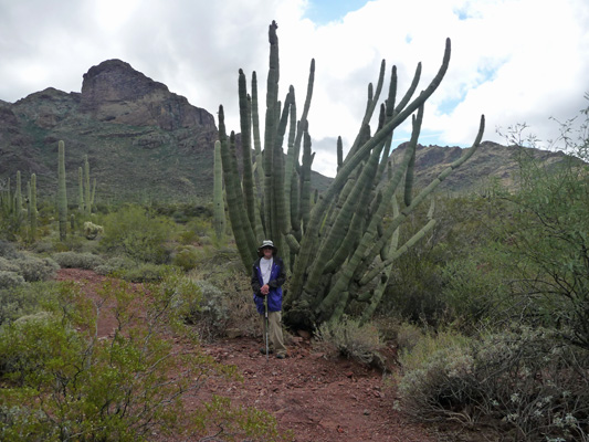 Walter Cooke large Organ Pipe Cactus