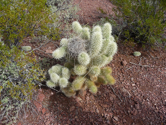 Jumping cholla with nest Organ Pipe Cactus NM