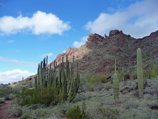 Alamo Canyon Organ Pipe Cactus National Mon.