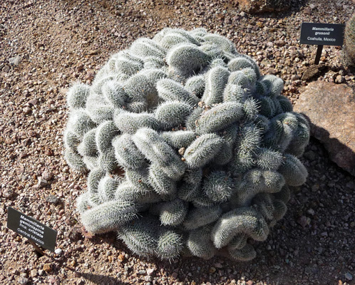 Mammillaria geminispina