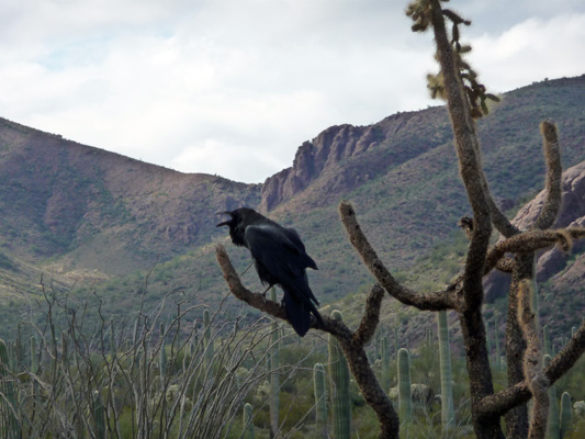 Raven Organ Pipe National Monument