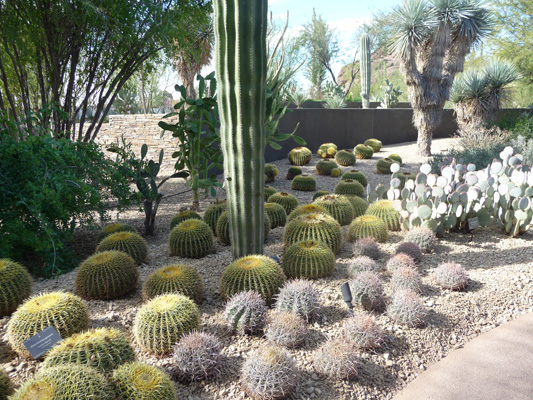 Golden Barrel Cactus Desert Botanical Garden