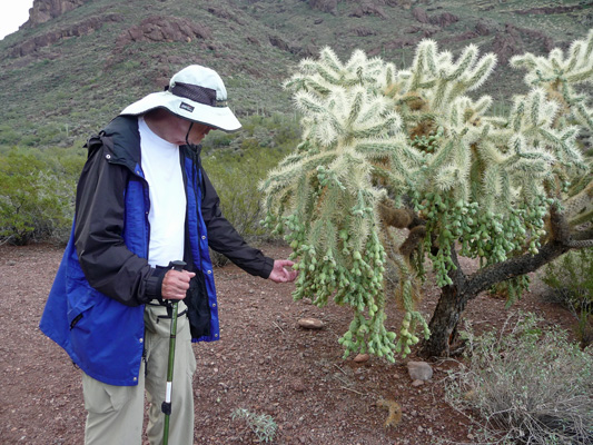 Chainfruit (jumping) Cholla Walter Cooke