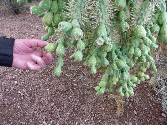 fruit on Chainfruit (jumping) cholla