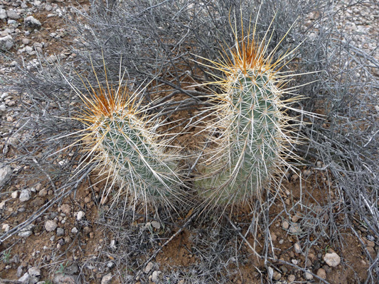 Englemann’s Hedgehog Cactus Organ Pipe NM