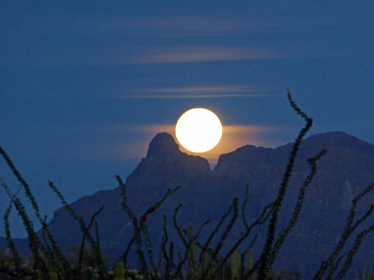 Moonrise Organ Pipe Cactus NM