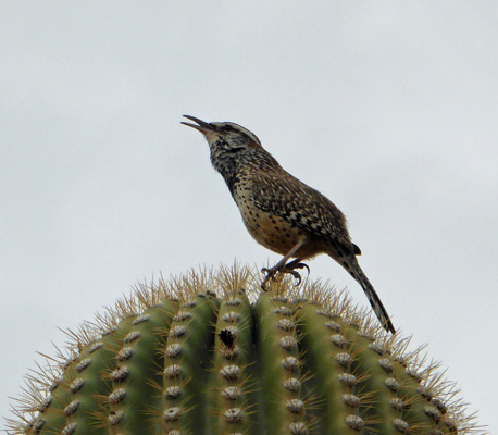 Cactus Wren vocalizing