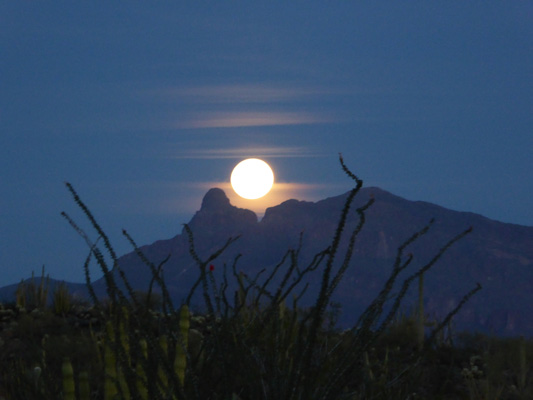 Moonrise Organ Pipe Cactus NM