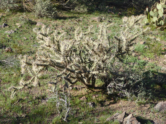 Buckhorn Cholla