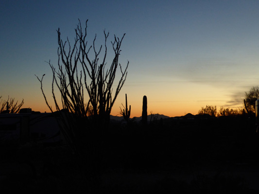 Sunset Organ Pipe Cactus NM