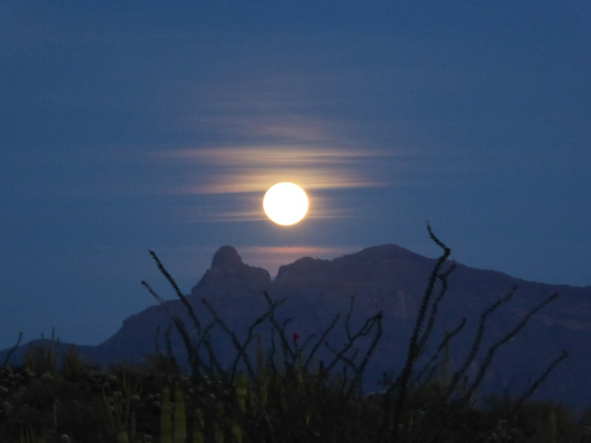 Moonrise Organ Pipe Cactus NM