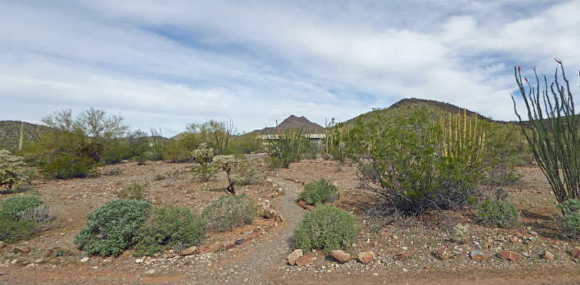 Twin Peaks Campground Organ Pipe NM