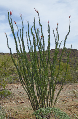 Ocotillo in bloom