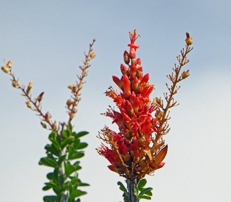 Ocotillo blossoms