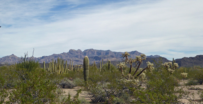 Organ Pipe Cactus NM