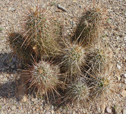 Engelmann Hedgehog Cactus