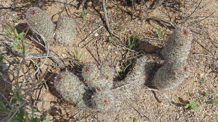 Arizona Fishhook Pincushion Cactus